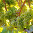Pinot Gris Pinot Gris