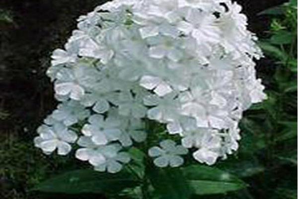 Phlox paniculata \x27Mount Fuji\x27 Phlox paniculata \x27Mount Fuji\x27