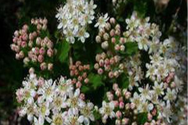 Physocarpus opulifolius \x27Nanus\x27