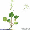 日本鹿蹄草 日本鹿蹄草