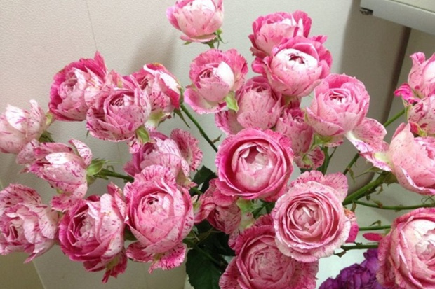 粉蕾薔薇 粉蕾薔薇