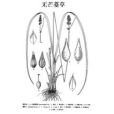 無芒薹草 無芒薹草