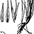 三蕊草屬 三蕊草屬