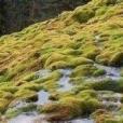 平葉石灰蘚 平葉石灰蘚