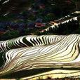 金坑林海 金坑林海