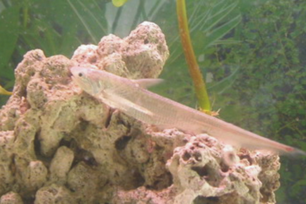 湖鱭(刨花魚) 湖鱭(刨花魚)