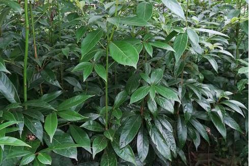 閩楠優株162號 閩楠優株162號