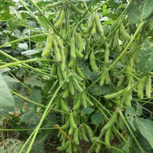 大豆(Glycine max)