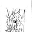 高野黍 高野黍