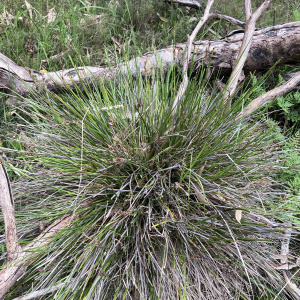 Lepidosperma curtisiae