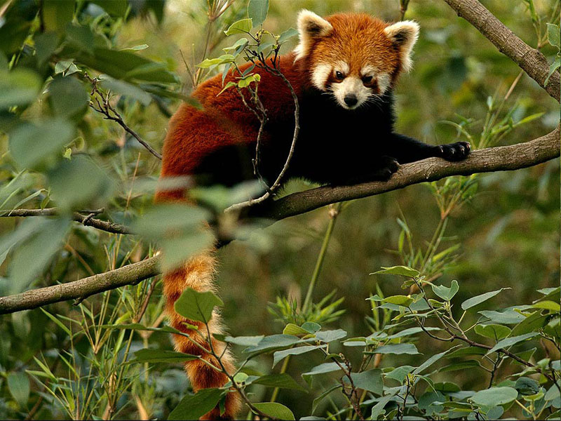 森林動物·小熊貓