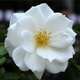 冰山(薔薇屬月季栽培品種) 冰山(薔薇屬月季栽培品種)