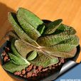 臥牛(多肉植物) 臥牛(多肉植物)