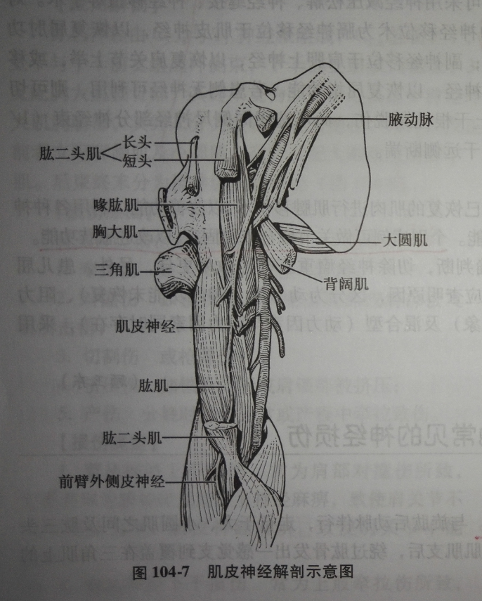 肌皮神經解剖示意圖