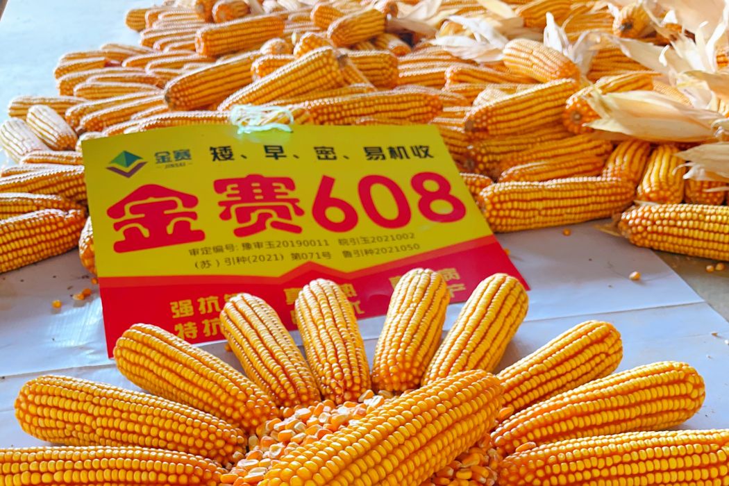 金賽608 金賽608