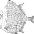 扁體魚