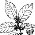 蔓胡頹子(胡頹子屬常綠蔓生或攀援灌木) 蔓胡頹子(胡頹子屬常綠蔓生或攀援灌木)