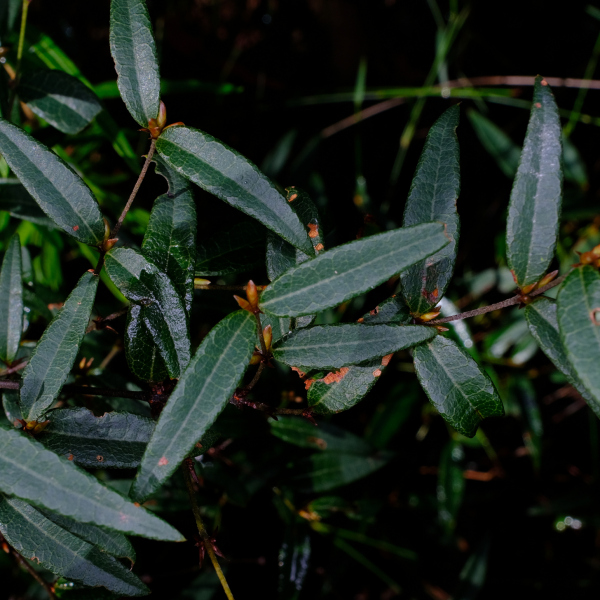 Platylobium parviflorum