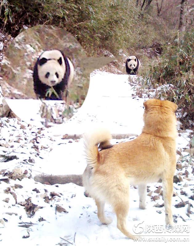 中國熊貓第一縣