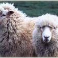紐西蘭羅姆尼綿羊