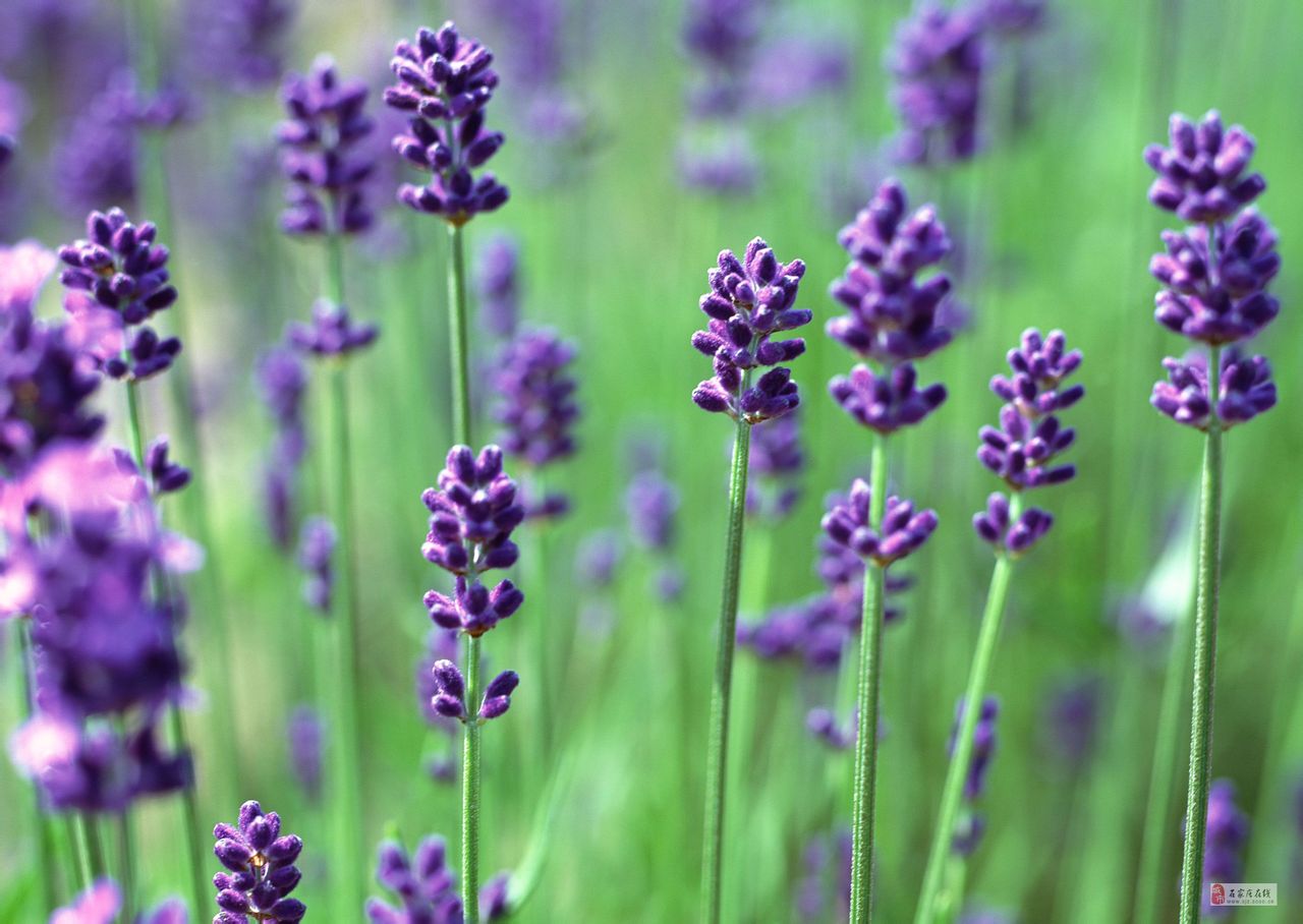 紫苜蓿(苜蓿花)