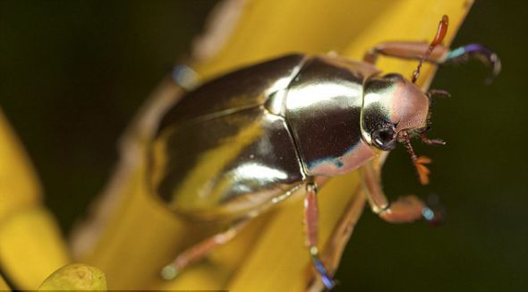 銀色甲蟲