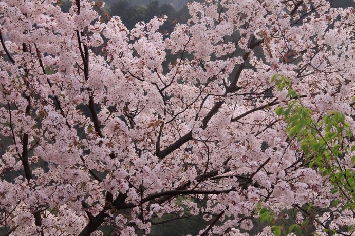 清涼寨櫻花