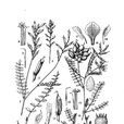 興隆山棘豆 興隆山棘豆