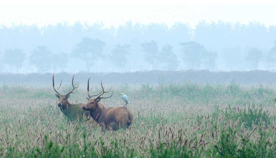 江蘇大豐麋鹿國家級自然保護區