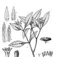 屏邊蛇根草 屏邊蛇根草
