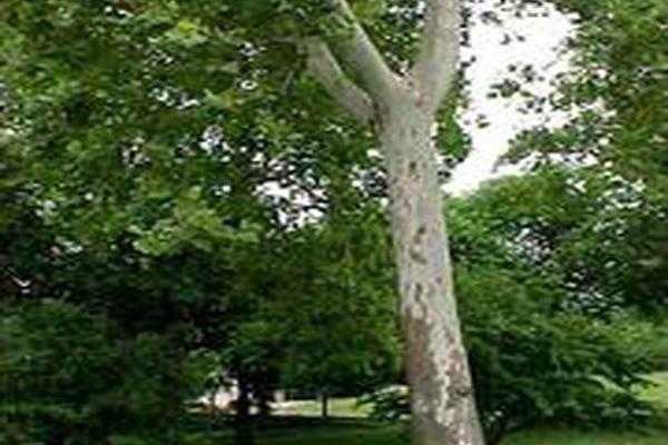 Platanus occidentalis Platanus occidentalis