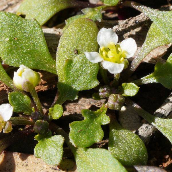 Phlegmatospermum eremaeum