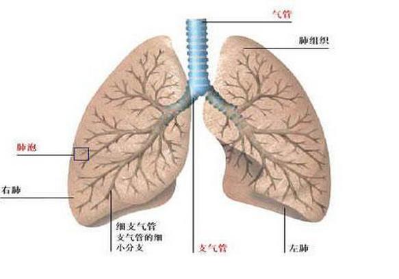 肺虛