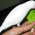高等脊椎動物 高等脊椎動物