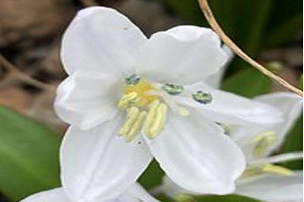 Scilla mischtschenkoana \x27Tubergeniana\x27