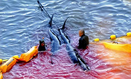日本捕魚工人在太地町捕殺海豚