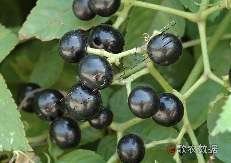 勐臘烏蘞莓