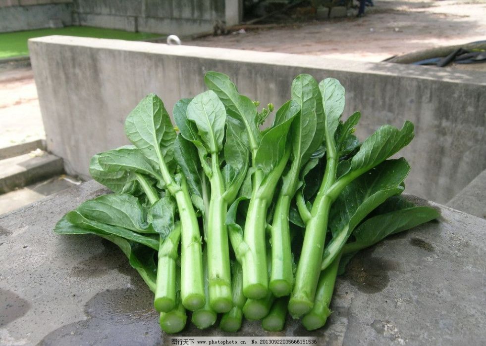 油綠702菜心 油綠702菜心