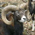 盤羊(牛科盤羊屬動物)