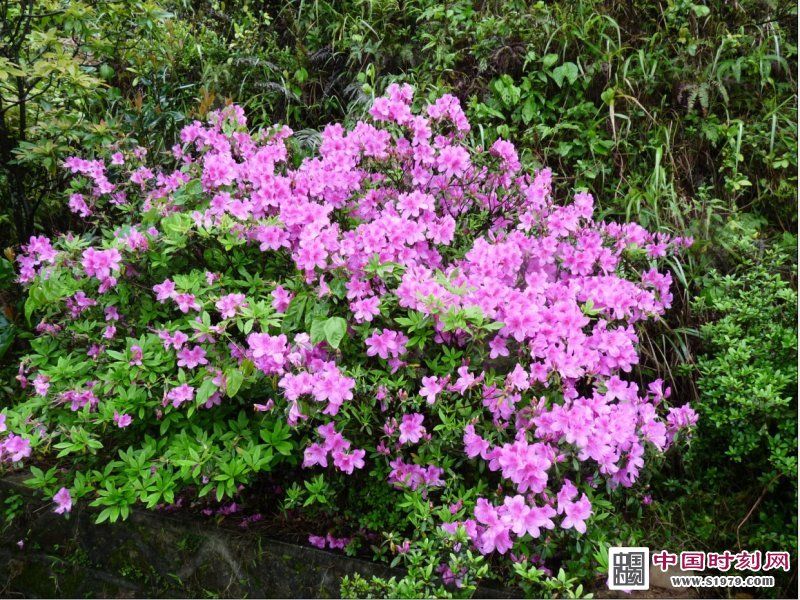 毛錦杜鵑(毛棉杜鵑) 毛錦杜鵑(毛棉杜鵑)