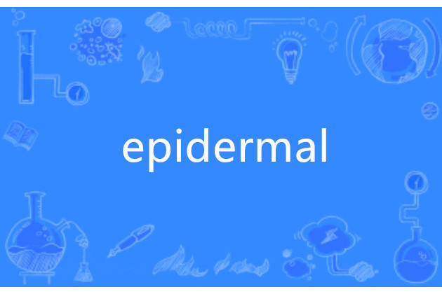 epidermal epidermal