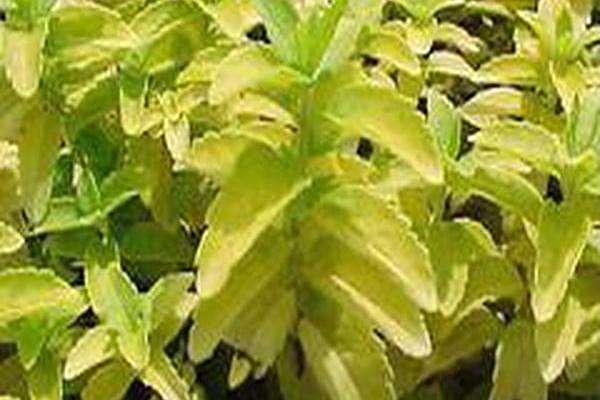 Veronica prostrata \x27Buttercup\x27 Veronica prostrata \x27Buttercup\x27