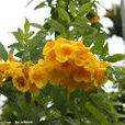 光葉黃鐘花 光葉黃鐘花