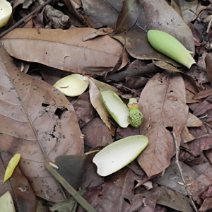 Magnolia irwiniana
