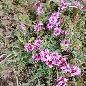 Thymus algeriensis