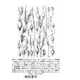 峨眉薹草(峨眉苔草) 峨眉薹草(峨眉苔草)
