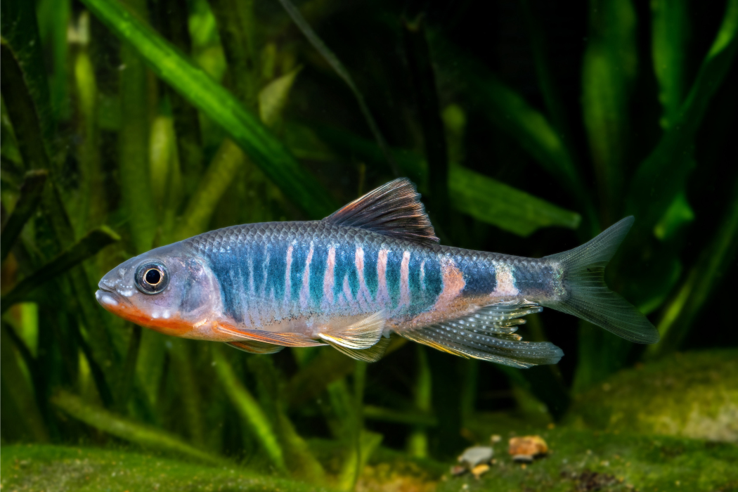 虹彩馬口魚 虹彩馬口魚