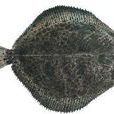 砂眼魚 砂眼魚
