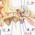 血性耳漏 血性耳漏