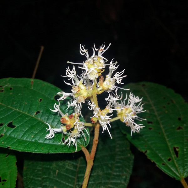 Miconia duckei